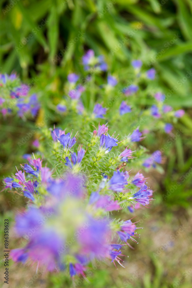 The viper's bugloss (Echium vulgare) plant blooming in summer The viper's bugloss (Echium vulgare) plant blooming in summer