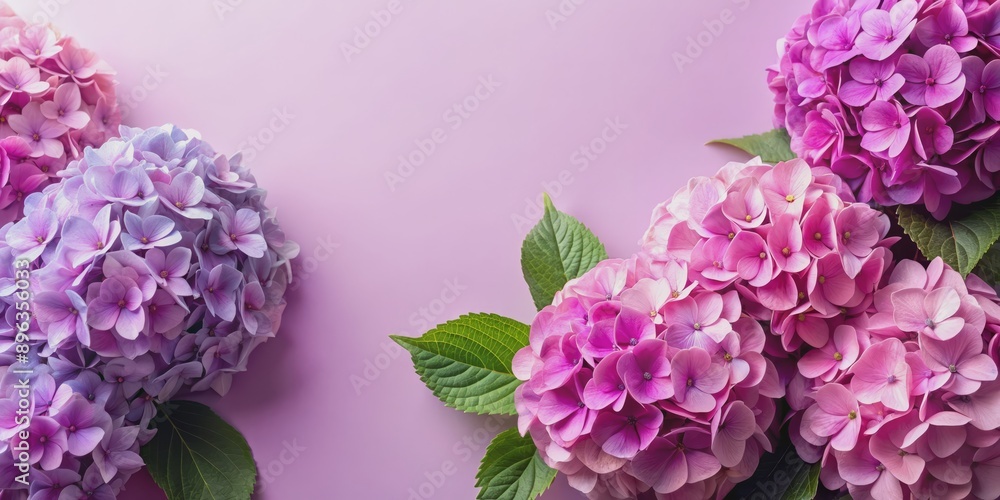 Fototapeta premium Pink and Purple Hydrangea Blooms on a Pink Background, Flatlay Composition, Floral Design, Flower Arrangement, Hydrangea, Pink, Purple