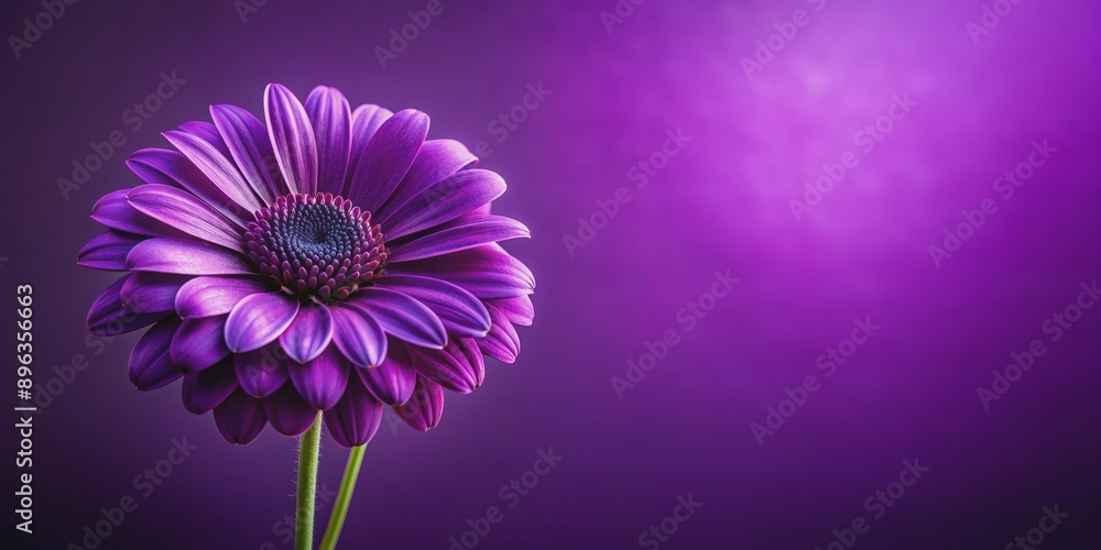 Fototapeta premium Purple Flower on a Violet Background, Macro Photography, Flower, Floral, Nature
