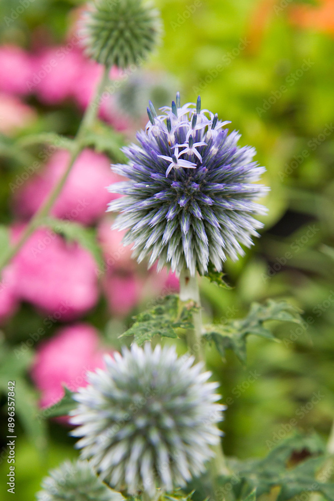 The Globe thistles (Echinops) plant blooming in summer
The Globe thistles (Echinops) plant blooming in summer