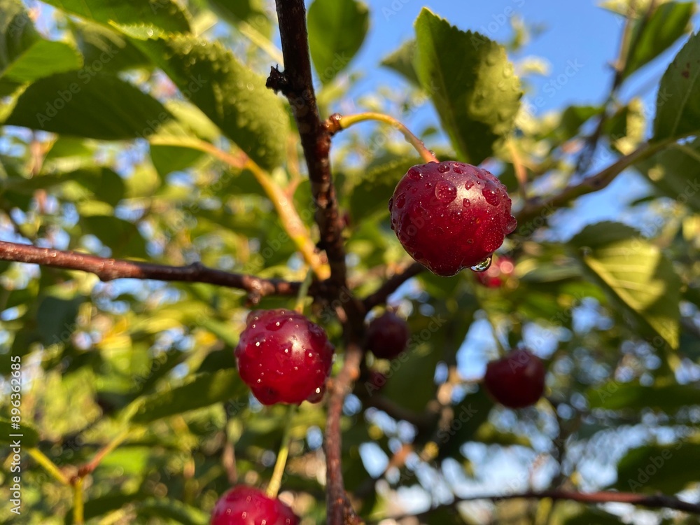 red berries of a cherry red berries of a cherry