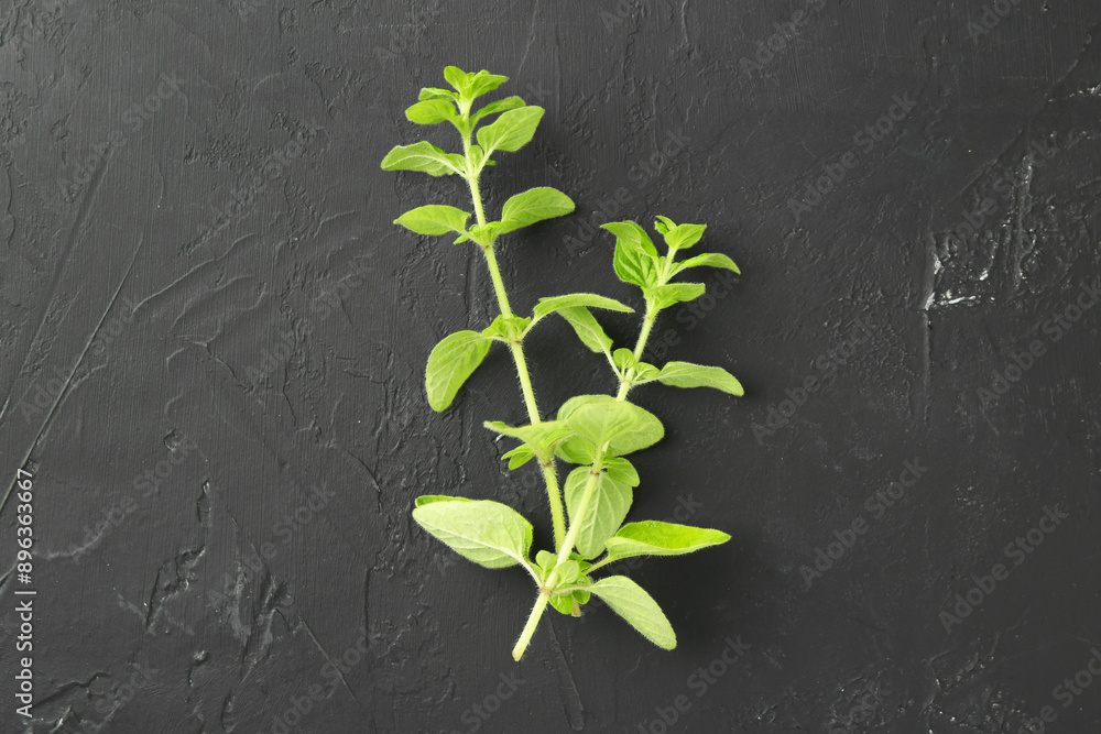 Sprigs of fresh green oregano on dark gray textured table, top view Sprigs of fresh green oregano on dark gray textured table, top view
