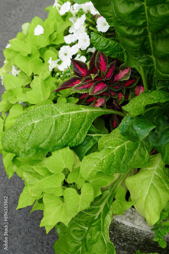 Close up of red, green leaves and white flowers in concrete pot on a sunny day. Grey concrete ground texture. Raindrops. Summer 2024. Tallinn, Estonia photo