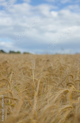 Obraz na płótnie field of wheat w salonie