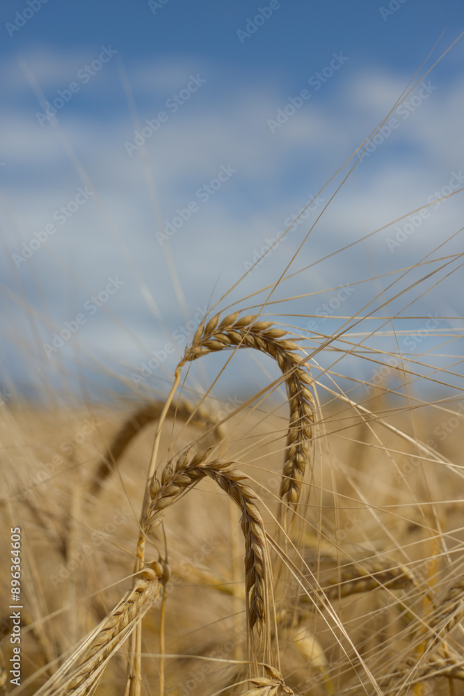 ears of wheat on the field