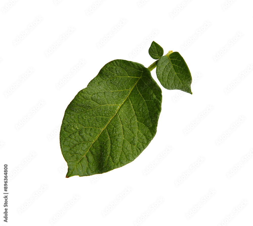 Green potato plant leaves isolated on white Green potato plant leaves isolated on white