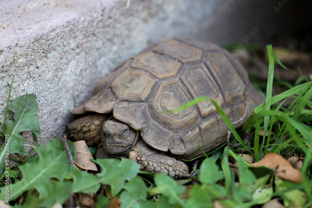 Sleeping turtle. Land tortoise with eyes closed in hibernation. Chelonoidis chilensis. Turtle shell and body in brown colors. Sleeping turtle. Land tortoise with eyes closed in hibernation. Chelonoidis chilensis. Turtle shell and body in brown colors.