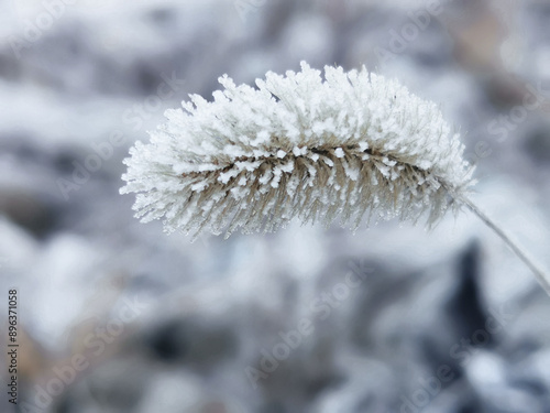 frozen roslini