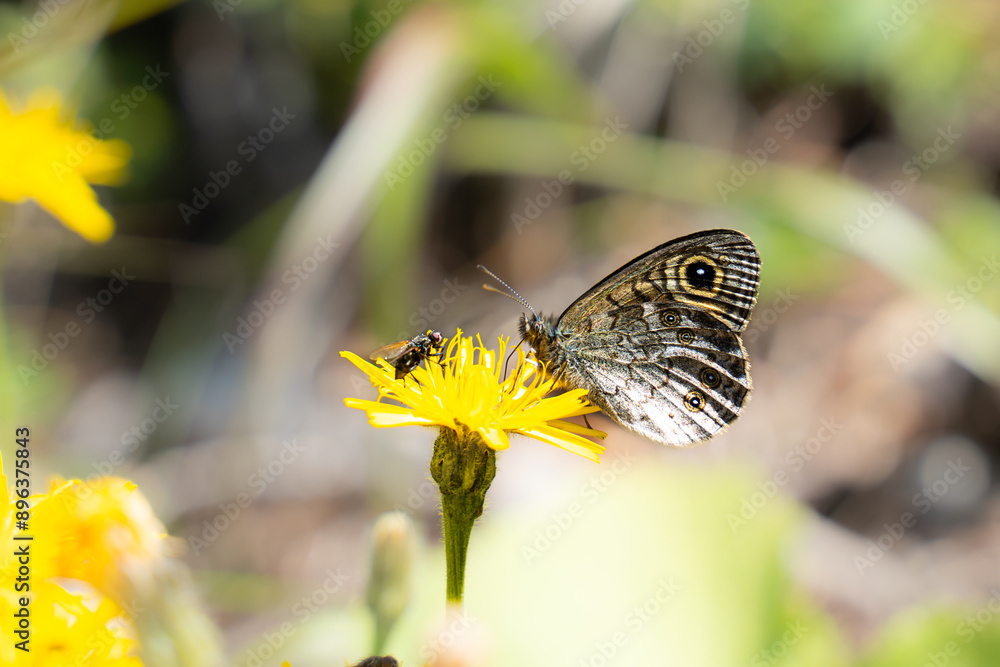 Fototapeta premium beautiful butterfly posing on a yellow flower