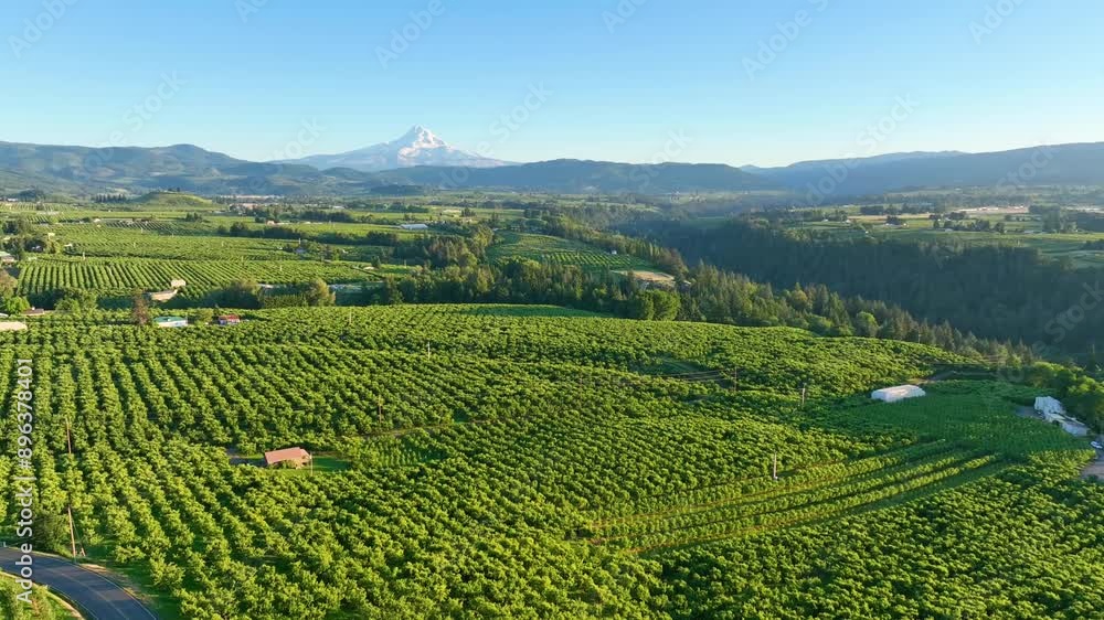 Aerial Fly Over Hood River Orchards with Mount Hood Backdrop Aerial Fly Over Hood River Orchards with Mount Hood Backdrop