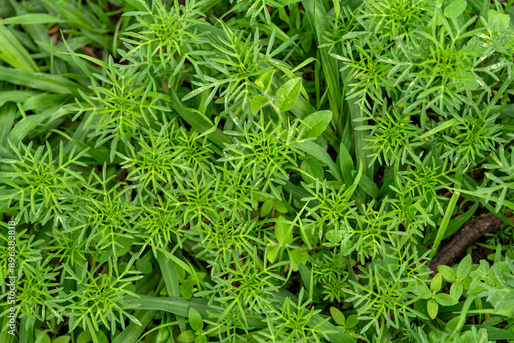 plantas textura, verde, forestal, follaje plantas textura, verde, forestal, follaje