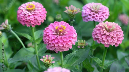 Zinnia flowers looking beautiful in the evening