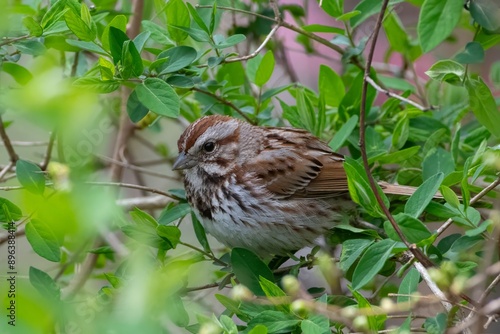 song sparrow