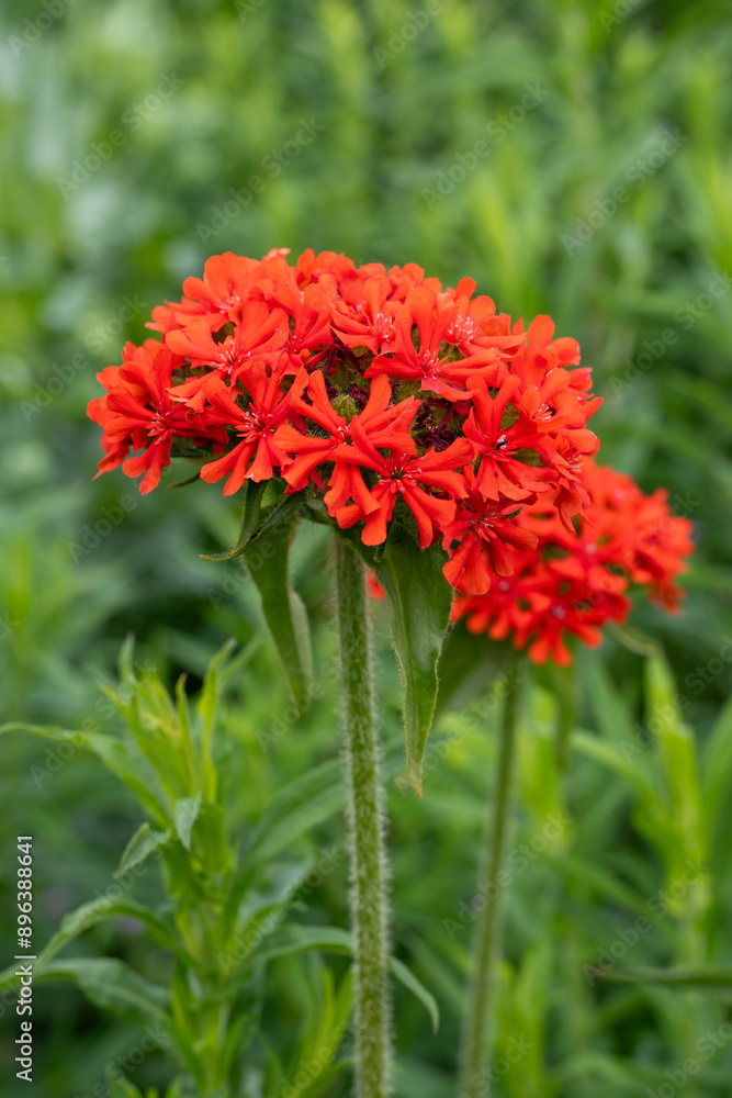 Maltese cross (silene chalcedonica) flowers in bloom Maltese cross (silene chalcedonica) flowers in bloom