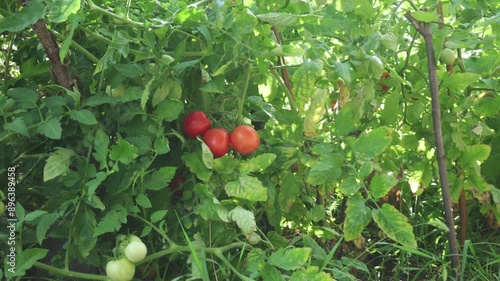 A bunch of ripe tomatoes hangs from a bush branch.