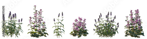 Foto Set of 6 Nepeta nervosa (Blue Moon, Catmint) and Malva sylvestris flowering  fro