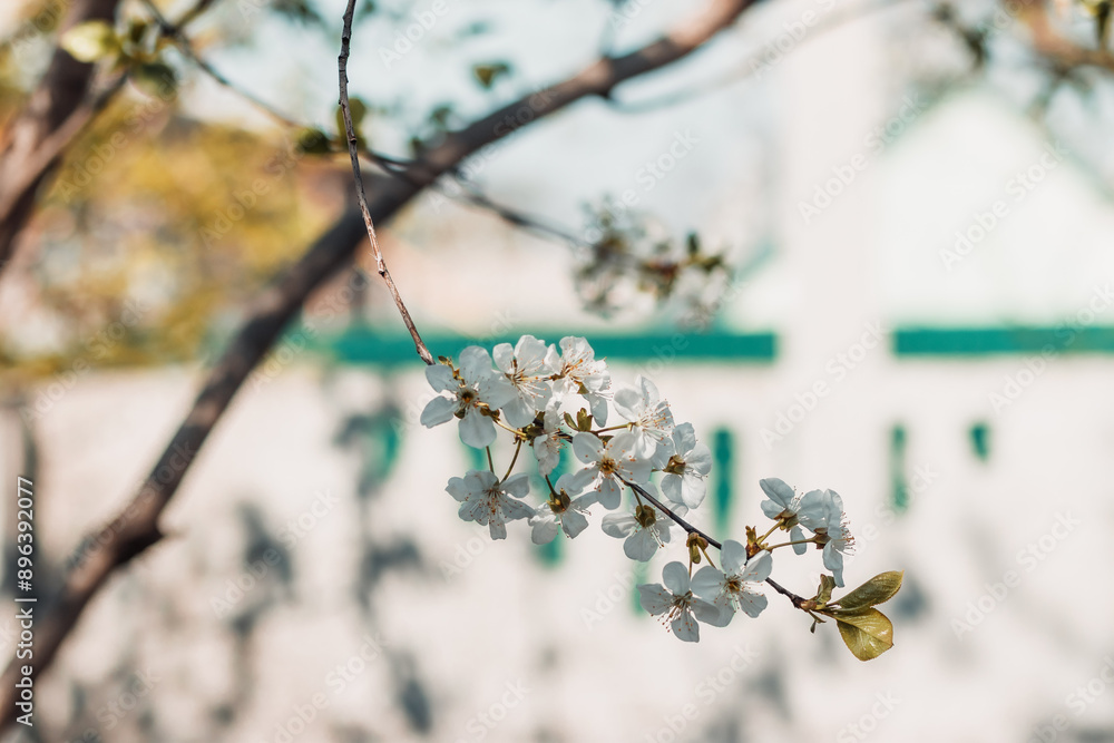 Fototapeta premium blooming cherry