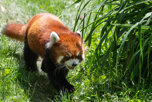 red panda in the grass