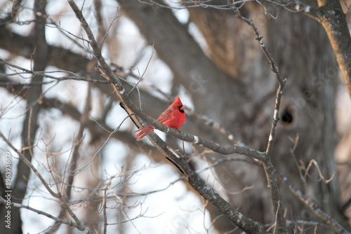 red cardinal in winter