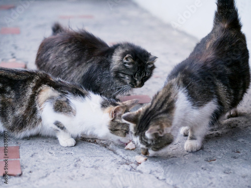 Canvas Print Gang of city cats eating meat food off the ground in a street
