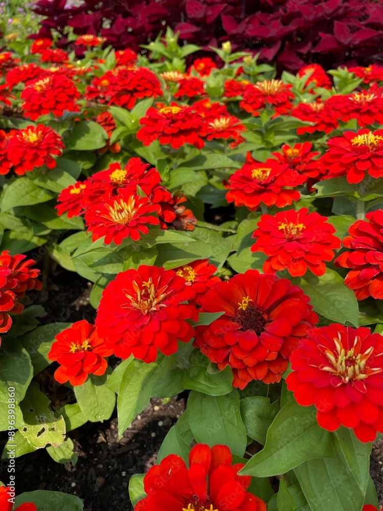 red zinnia flower in garden red zinnia flower in garden