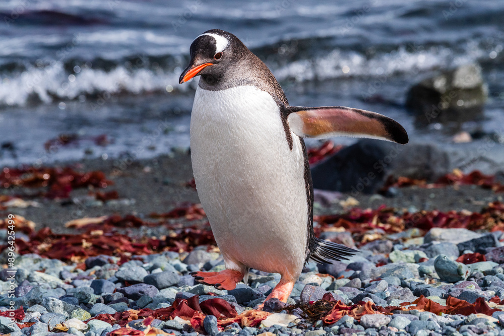 Fototapeta premium Close-up of a Gentoo Penguin -Pygoscelis papua- standing on the rocky shore of Trinity Island, on the Antarctic Peninsula