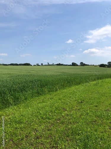 Crop of Canary Grass in a field in June, North Yorkshire, England, United Kingdom photo