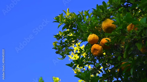 Lemon tree in California