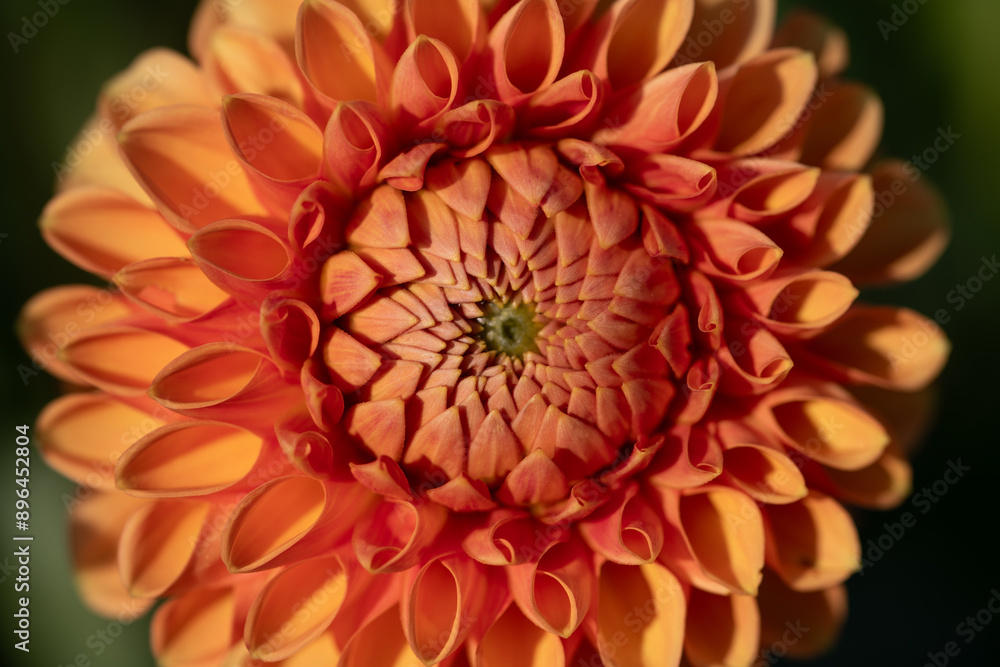 Close-up of a bright yellow flowering dahlia. The individual petals are clearly visible. Some of the pollen is attached to the leaves. Close-up of a bright yellow flowering dahlia. The individual petals are clearly visible. Some of the pollen is attached to the leaves.