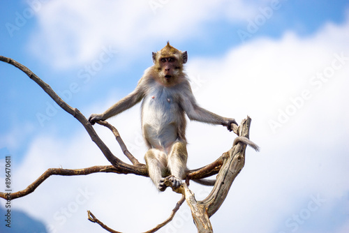 Macaca fascicularis (Monyet kra, kera ekor panjang, monyet ekor panjang, long-tailed macaque, monyet pemakan kepiting, crab-eating monkey) on the tree. photo