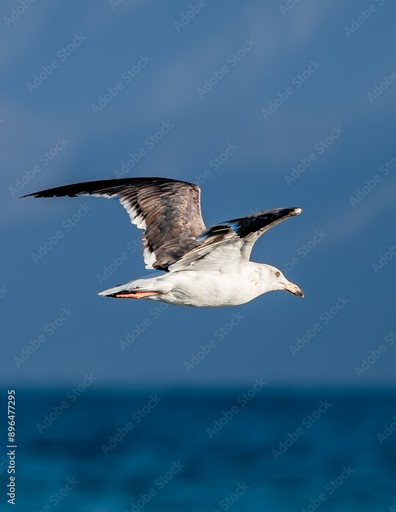 Gaviota vuelo Gaviota vuelo