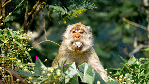 Macaca fascicularis (Monyet kra, kera ekor panjang, monyet ekor panjang, long-tailed macaque, monyet pemakan kepiting, crab-eating monkey) on the tree. photo