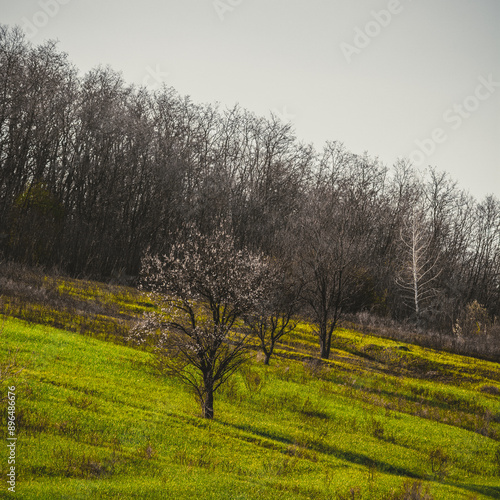 hill with a lone tree and white bushes against a background of leafless trees photo