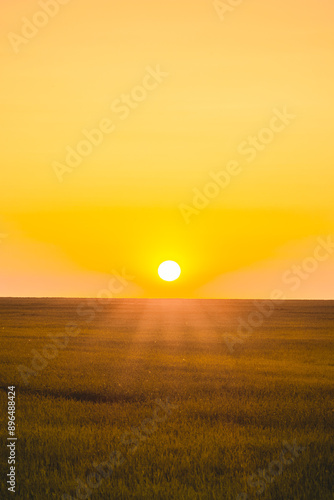 lush green field, behind which grow bare trees, against the backdrop of a bright orange sky with a bright sunset sun