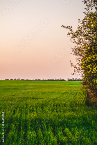 green field with young grass, against the backdrop of bare trees, during a warm spring sunset