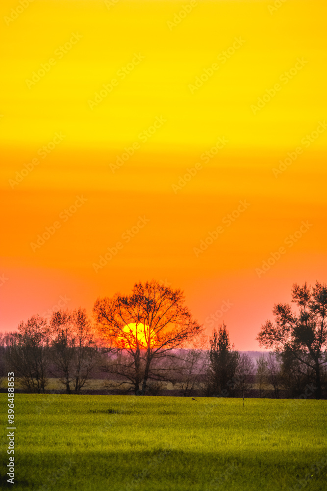 lush green field, behind which grow bare trees, against the backdrop of a bright orange sky with a bright sunset sun lush green field, behind which grow bare trees, against the backdrop of a bright orange sky with a bright sunset sun