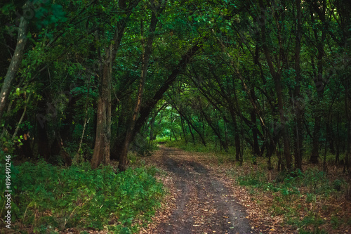 fallen acacia trees over a dirt road in a gloomy green forest that goes into the distance