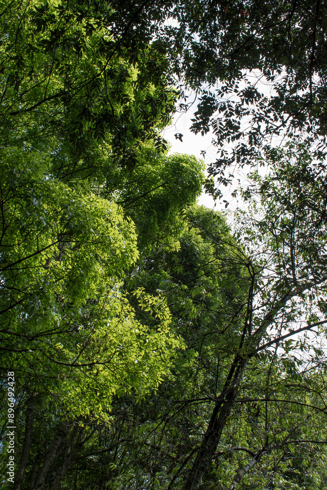 Fototapeta premium Bosque con arboles altos y plantas con hojas de varios tonos verdes