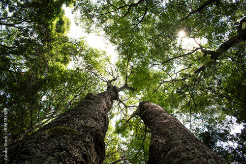 Toma de arboles altos en un bosque profundo con un cielo nublado photo