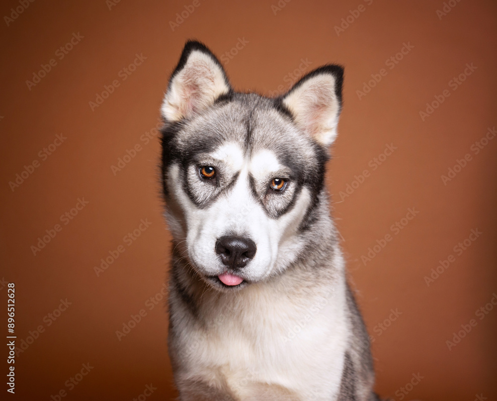 Obraz premium cute dog on an isolated background in a studio shot