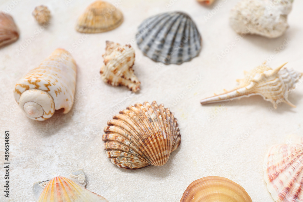 Many different sea shells on white background Many different sea shells on white background