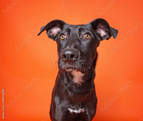 cute dog on an isolated background in a studio shot