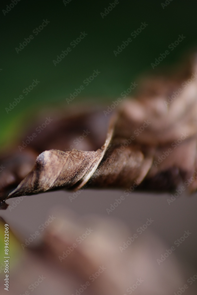 Macro shot of infected leaf turn brown and dried Macro shot of infected leaf turn brown and dried