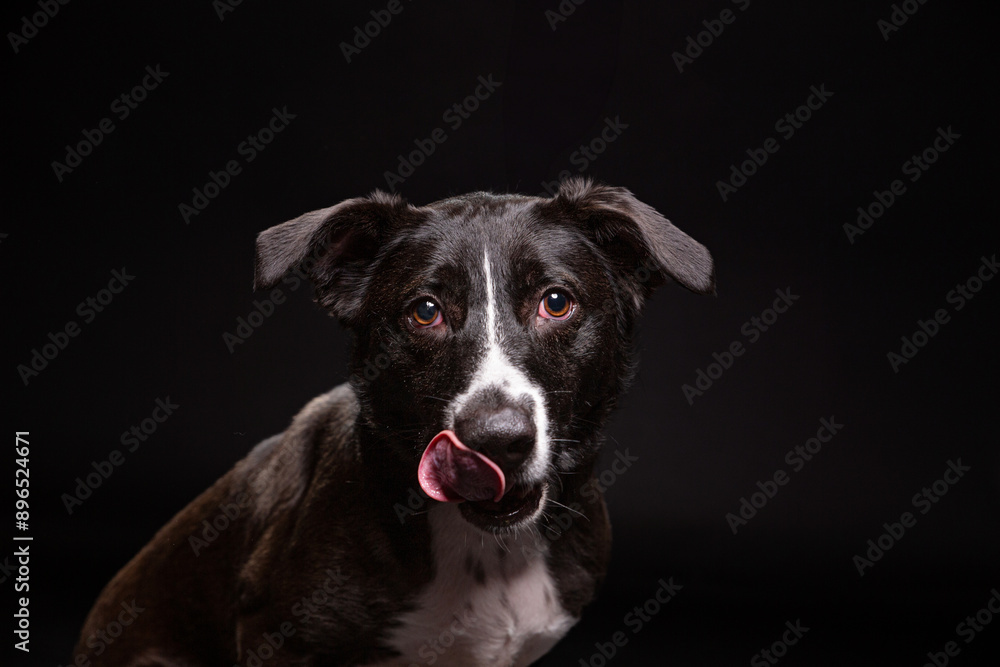 cute dog on an isolated background in a studio shot cute dog on an isolated background in a studio shot