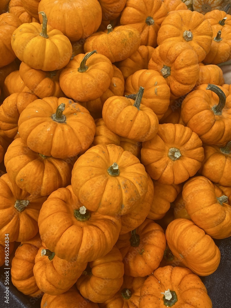 pumpkins on a farm pumpkins on a farm