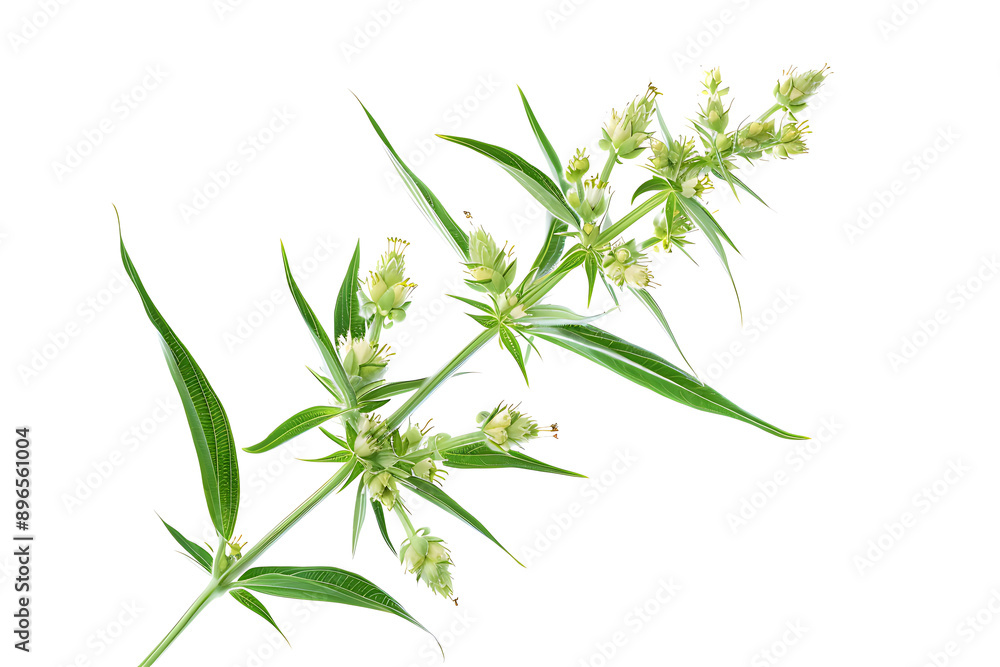 Bishops weed isolated on white background. 3D rendering. Bishops weed isolated on white background. 3D rendering.