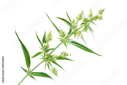 Bishops weed isolated on white background. 3D rendering. photo