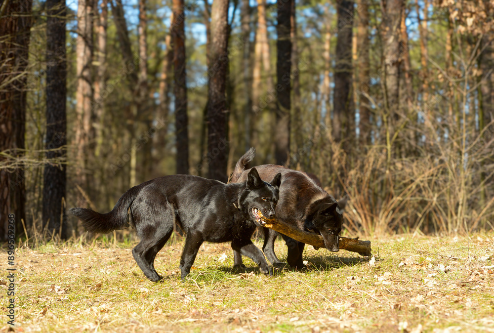 two black dogs resting and playing in nature two black dogs resting and playing in nature