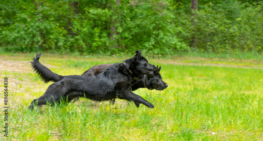 two black dogs resting and playing in nature two black dogs resting and playing in nature