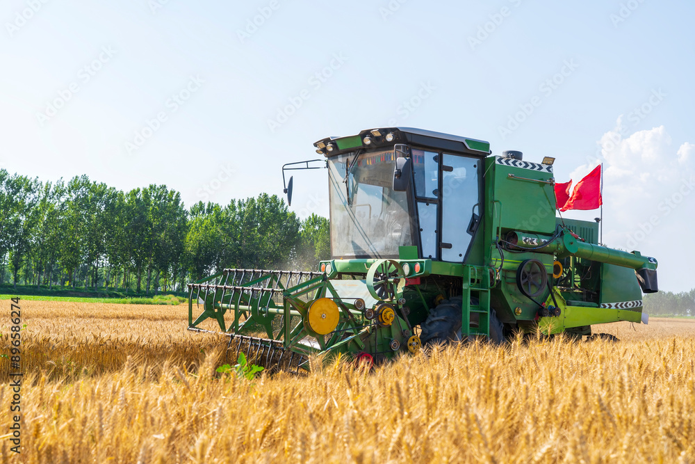 Fototapeta premium combine harvester working on a wheat field
